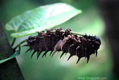pic of a macro shot of a caterpillar, Alexander Hospital, Singapore