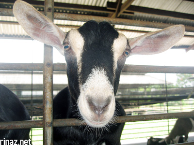 Hay Dairies Goat Farm
